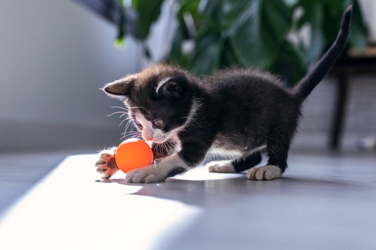Deciphering your cat’s language