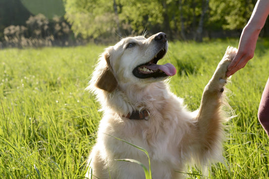 Easy ways to teach your dog tricks