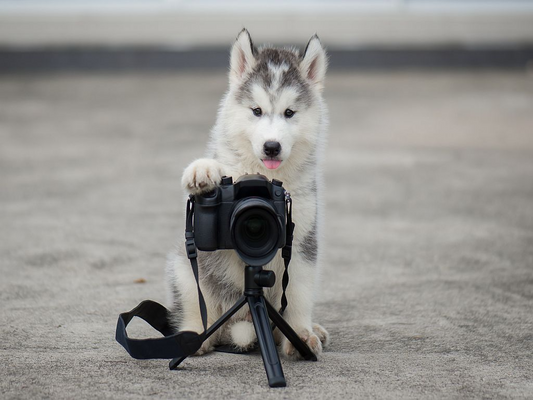 8 Tips for taking the perfect photo of your pet